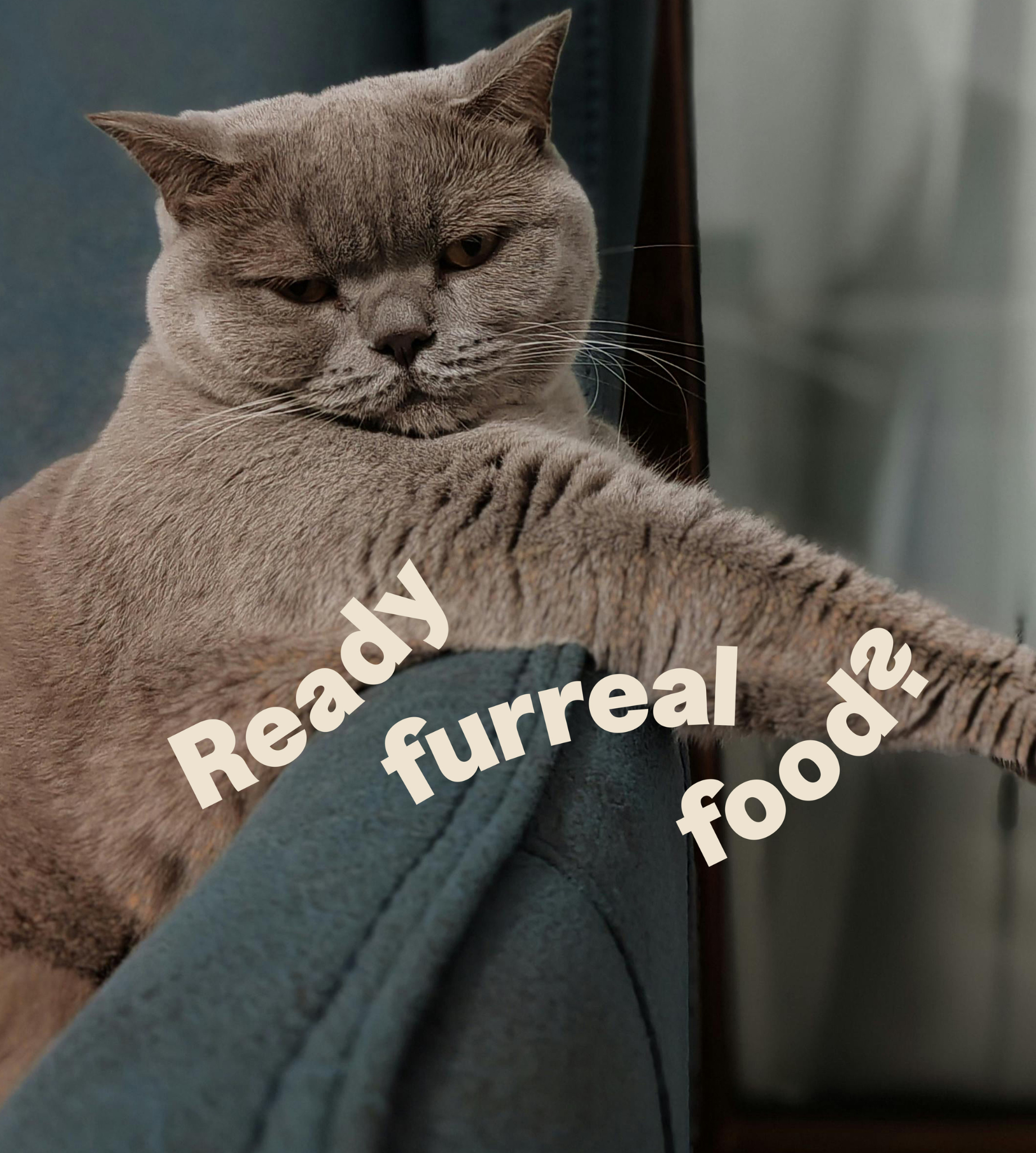 A healthy cat with a luscious coat stretching behind the words "Ready furreal food?" This links the healthy cat's fur to the raw food benefits of a ZooperBowl complete diet for adult cats.
