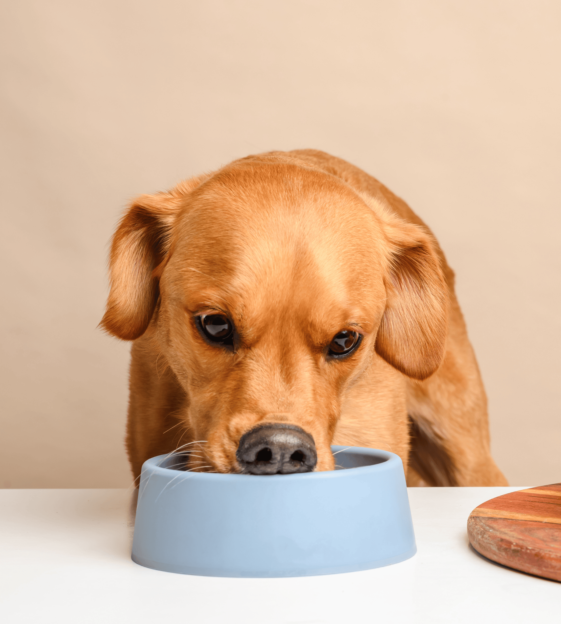 Healthy dog with a smooth coat, eating from a blue bowl of ZooperBowl raw food for dogs. The bowl is on a white surface and the background is beige.