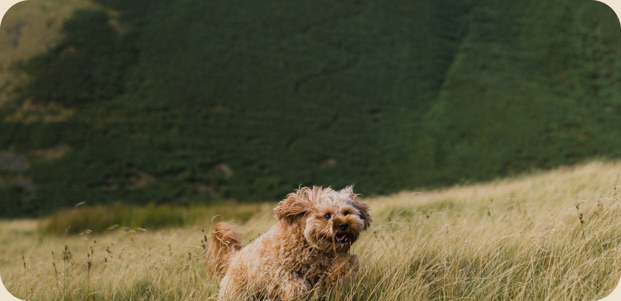 Dog running in a grassy field with trees in the background