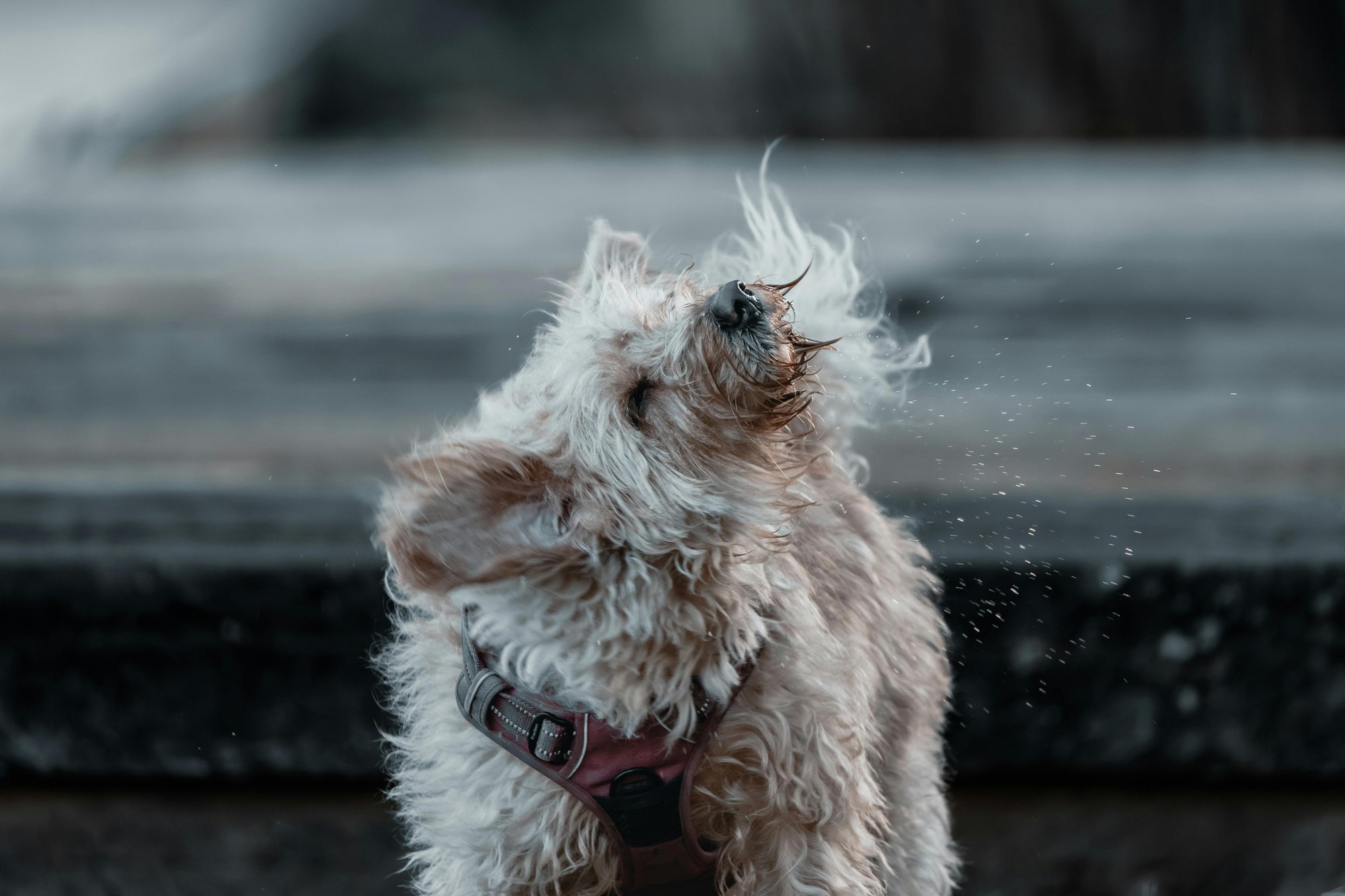 Dog shaking off water on a blurred background