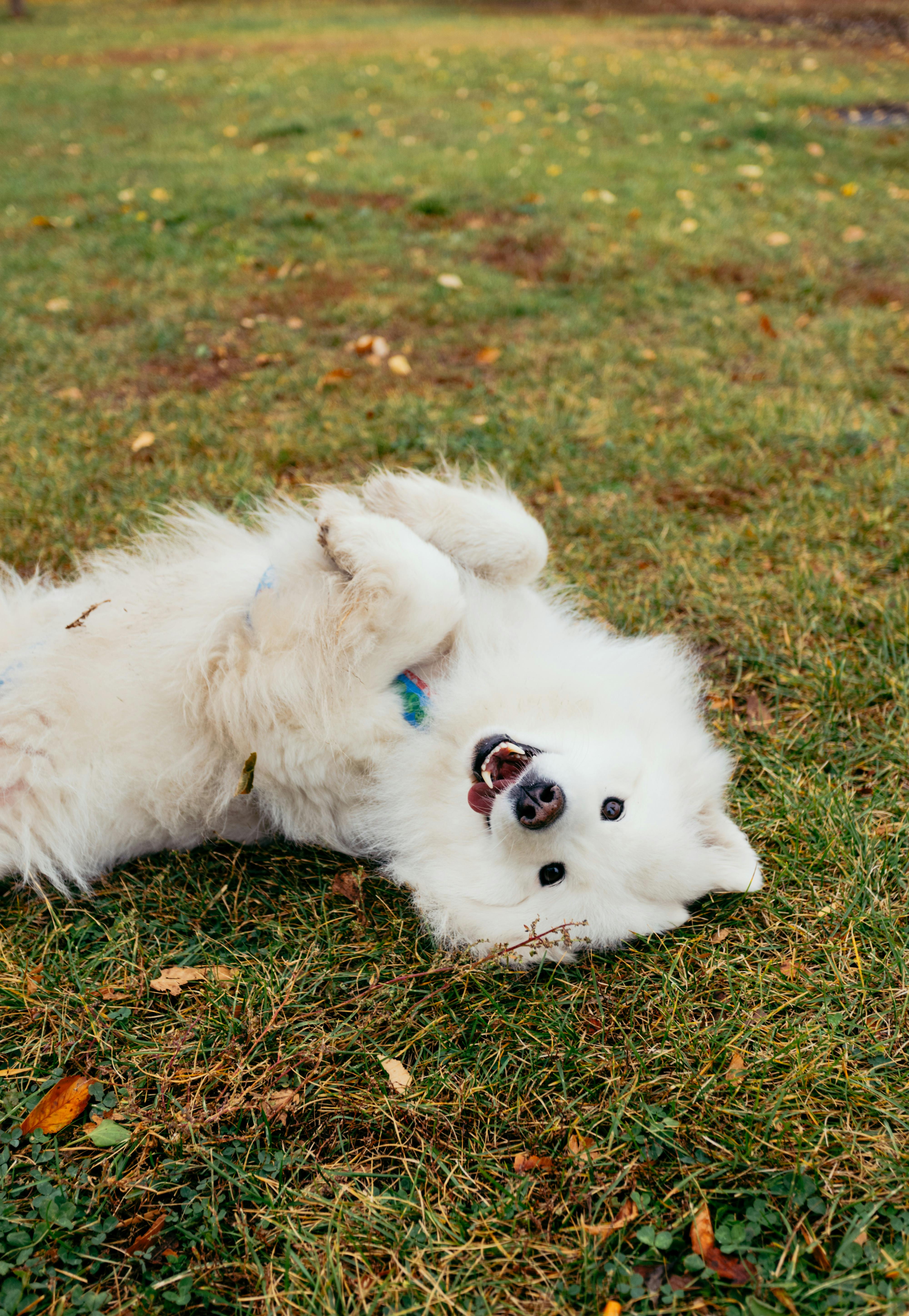 White Samoyed dog lying on a grassy field with tongue his out