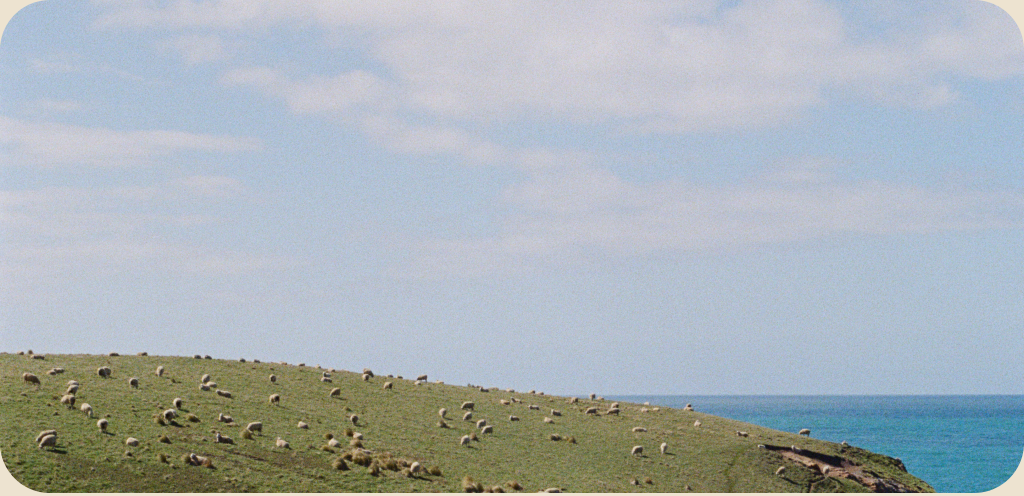 Sheep grazing on a grassy hill with a clear blue sky and ocean in the background