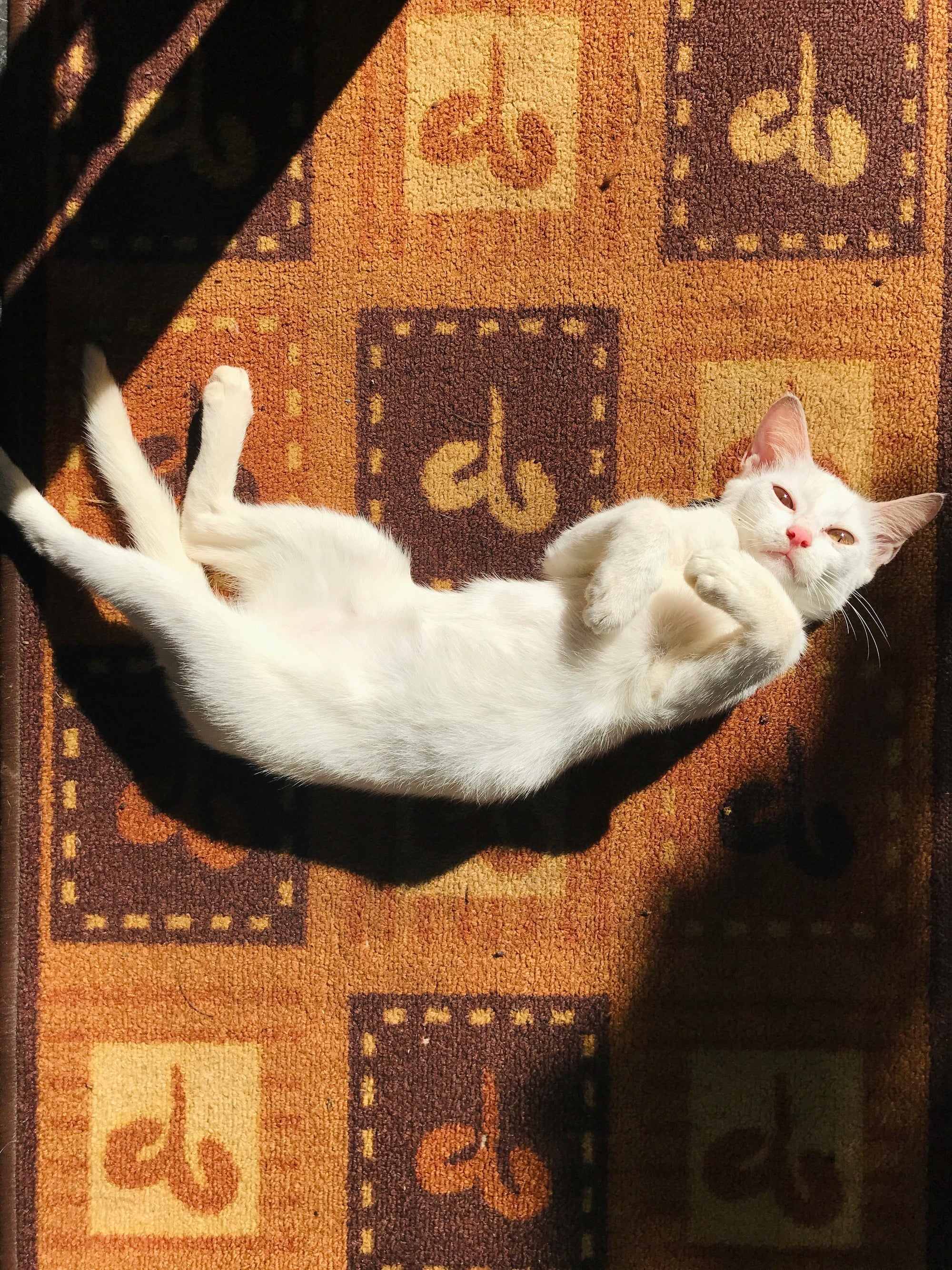 White relaxed cat lying on it's back on a brown patterned carpet